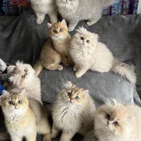 تنها مجموعه گربه ی مستقر در خوزستان