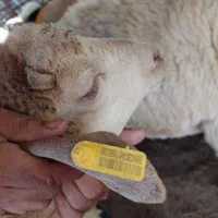 گوسفند زنده بره طلایی