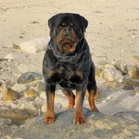 روت پوزه دلقکی با درجه کیفیت بالا،سگ Rottweiler|سگ|تهران, ایوانک|دیوار