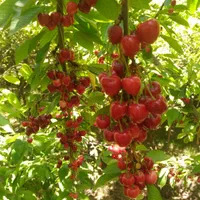 خدمات باغبانی گلبهار|خدمات باغبانی و درختکاری|گلبهار, |دیوار