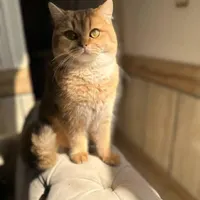گربه ماده بالغ