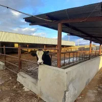 گاوداری صنعتی با تمام تجهیزات|فروش دفتر صنعتی، کشاورزی، تجاری|فریمان, |دیوار