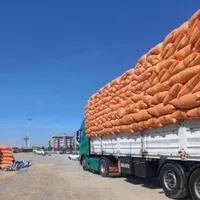 کاه گندم نرم و سفید گوسفندی و گاوی همه رقمی|لوازم جانبی حیوانات|اصفهان, شاهزید|دیوار