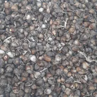 پیاز گل نرگس درجه یک