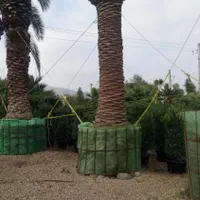 تنه دار بندار قطور بن بالا نهال درخت و   گل وگیاه|خدمات باغبانی و درختکاری|تهران, آرژانتین|دیوار