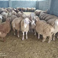گوسفند زنده مغان و افشار