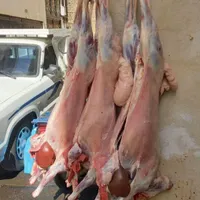 قصاب درمحل شماسیار