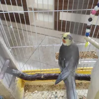 طوطی عروس گمشده