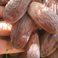 فروش  نهال  مجول صادراتی و  دانه درشت|خدمات باغبانی و درختکاری|بندر کنگان, |دیوار