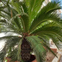 سیکاس ۱۸ ساله|گل و گیاه طبیعی|تهران, مجیدیه|دیوار
