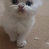 پرشین سفید و سیاه