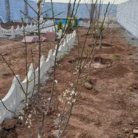 باغچه ۱۹۵ متری،امکان ساخت،دارای سند تک برگ|فروش زمین و ملک کلنگی|شهریار, اصیل آباد|دیوار