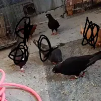 کبوتر گم شده
