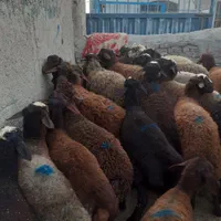 پخش وفروش گوسفند زنده انواع نژاد سالم چاق شکم خالی|حیوانات مزرعه|تهران, فلسطین (میدان انقلاب)|دیوار
