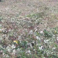 علفزنی چمن زنی و تمشک زنی