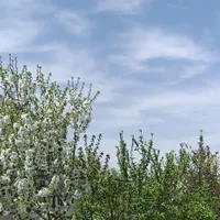نگهبان یا سرایدار