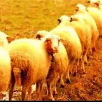«نرینه*قلمآبی۰زنده۰عقیقه+قربانی» بّر۰درجه۱گوسفند|حیوانات مزرعه|مشهد, توس|دیوار