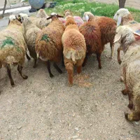 دام زنده در البرز ارسال با قصاب دهقان|حیوانات مزرعه|کرج, عظیمیه|دیوار