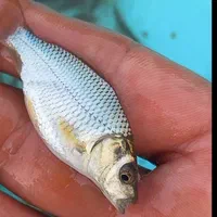 طلایی کپورنقره ای طعمه اردک|ماهی|اصفهان, فروردین|دیوار