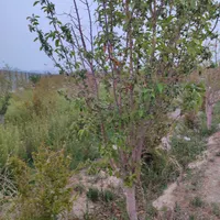 زمین باغی|فروش زمین و ملک کلنگی|اصفهان, بهارستان|دیوار