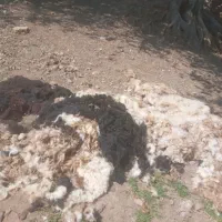 پشم گوسفدی