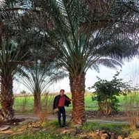 نخل برحی|عمده‌فروشی|شیراز, کوی زهرا|دیوار
