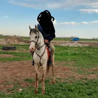 اسب