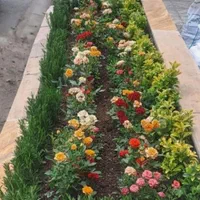 سمپاشی و باغبانی سراسر کرج و تهران|خدمات باغبانی و درختکاری|ملارد, |دیوار