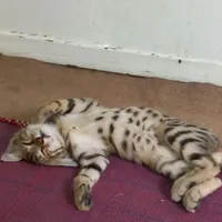 ۴ تا بچه گربه به همراه مادر واگذار می شود