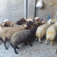 برهنر برای کشتار و میش و شیشک و بز|حیوانات مزرعه|بروجرد, |دیوار