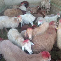 پخش سراسری گوسفند زنده باقصاب تحویل در محل شما|حیوانات مزرعه|تهران, ستارخان|دیوار