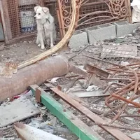 سگ نگهبان