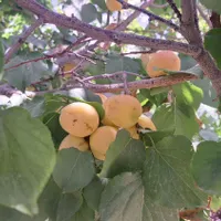 فروش باغ ویلایی در آبشار زیار روستای روران|فروش خانه و ویلا|اصفهان, آبشار|دیوار