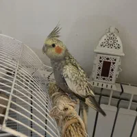 گمشده عروس هلندی