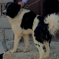 سگ بومی