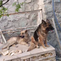 سگ نگهبان واگزاری 2عددسگ