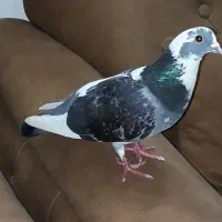 کبوتر گم شده