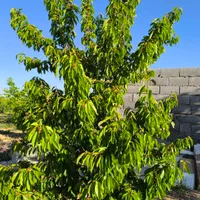 زمین کشاورزی دارای درختان میوه|فروش زمین و ملک کلنگی|اصفهان, آزادگان|دیوار