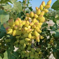 برنامه ی کودی باغ و ویلا ، نهال و نهالستان پسته|خدمات باغبانی و درختکاری|تهران, پاسداران|دیوار