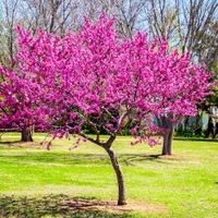 نهال ارغوان|گل و گیاه طبیعی|اصفهان, ارداجی|دیوار