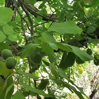 فروش زمین باغ ویلا مغازه تفرش مسکونی اداری تجاری|فروش زمین و ملک کلنگی|تهران, شهران شمالی|دیوار