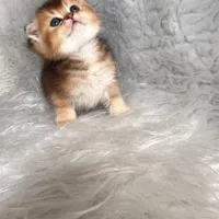 گربه های گلد اشرافی ( مجموعه تخصصی گلد iran cats (|گربه|اهواز, گلستان|دیوار