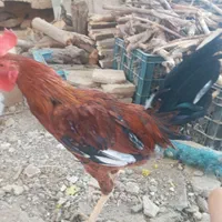 خروس جوان|حیوانات مزرعه|اصفهان, گورت|دیوار
