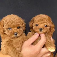 پودل سایز صفر رنگ رد|سگ|تهران, سعادت‌آباد|دیوار