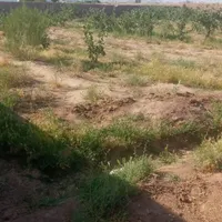 زمین نزدیک تالار عرشیا|فروش دفتر صنعتی، کشاورزی، تجاری|کرمان, |دیوار