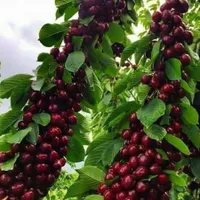 نهال های گیلاس پنج ساله سطلی کاشت تابستان بار داده
