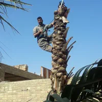 بریدن نخل قطع کردن سپ پاشی منازل