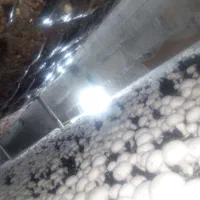 سرمایه گذاری در پرورش قارچ دکمه ای