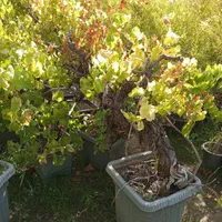 نهال گردو درخت انگور فروشی نهالستان گلدانی درگلدان|خدمات باغبانی و درختکاری|تهران, باغ خزانه|دیوار