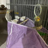 جفت عروس هلندی